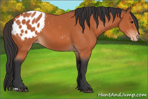 Horse Color:Bay Appaloosa 