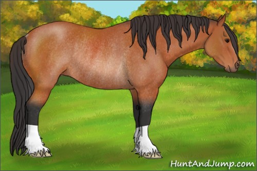 Horse Color:Bay Rabicano 