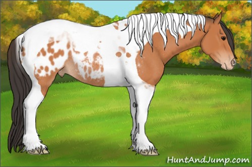 Horse Color:Bay Tobiano Appaloosa Rabicano