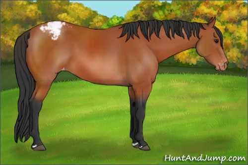 Horse Color:Brown Appaloosa 