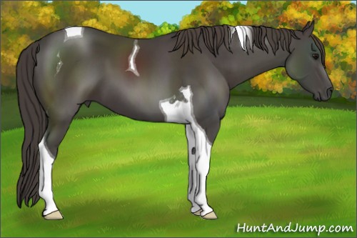 Horse Color:Smoky Black Tobiano 