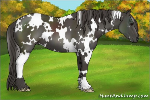 Horse Color:White Spotted Smoky Black 