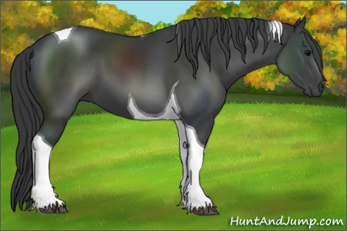 Horse Color:Black Tobiano 