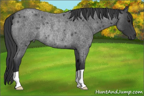 Horse Color:Blue Roan Rabicano 