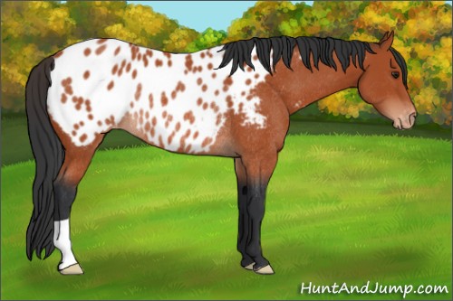 Horse Color:Brown Appaloosa Rabicano 