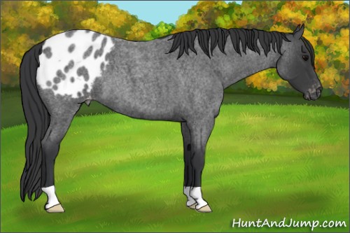 Horse Color:Blue Roan Appaloosa 