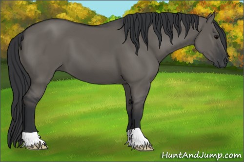 Horse Color:Grullo 