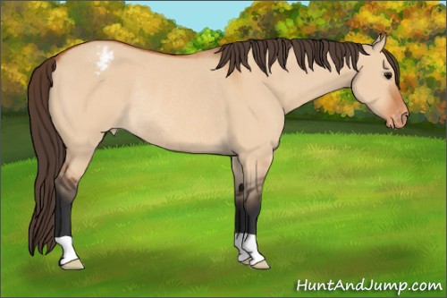 Horse Color:Bay Dun Appaloosa Rabicano