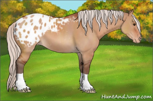 Horse Color:Silver Brown Dun Appaloosa