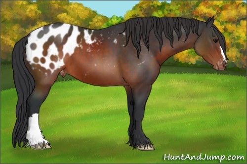 Horse Color:Brown Appaloosa 