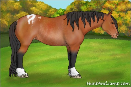 Horse Color:Bay Appaloosa Rabicano