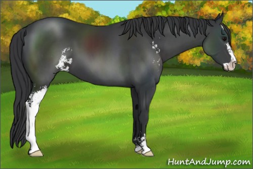 Horse Color:Black Sabino