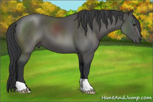 Horse Color:Black 