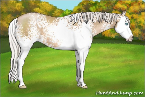 Horse Color:White Spotted Silver Smoky Black Pearl Sabino Splash