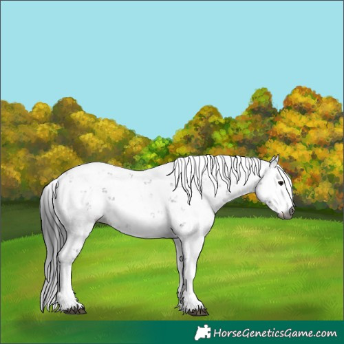 Horse Color:Gray Black Sabino 
