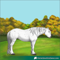 Horse Color:Gray Black Sabino