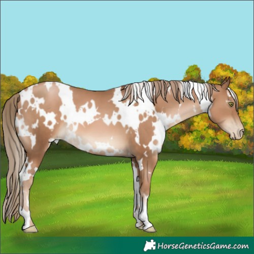 Horse Color:White Spotted Liver Chestnut Pearl 