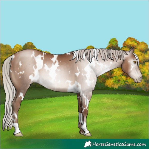 Horse Color:Gray White Spotted Silver Black Pearl 
