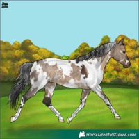 Horse Color:White Spotted Brown Dun 