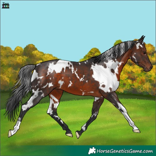 Horse Color:White Spotted Brown
