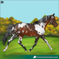 Horse Color:White Spotted Brown 