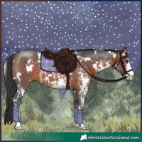 Horse Color:White Spotted Brown Sabino