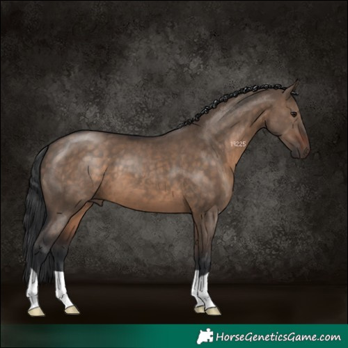 Horse Color:Brown Dun 