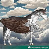Horse Color:White Spotted Brown Splash