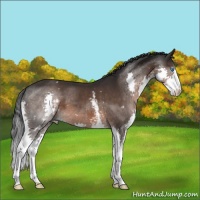 Horse Color:White Spotted Brown Splash 