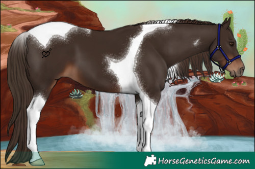 Horse Color:Liver Chestnut Tobiano 