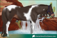 Horse Color:Liver Chestnut Tobiano 