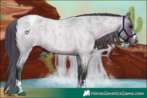 Horse Color:Brown Roan Appaloosa