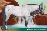 Horse Color:Brown Roan Appaloosa 