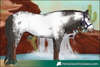 Horse Color:Liver Chestnut Ice Frame Appaloosa Rabicano