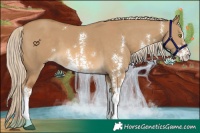 Horse Color:Chocolate Palomino Dun Sabino 
