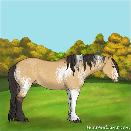 Horse Color:White Spotted Buckskin Dun