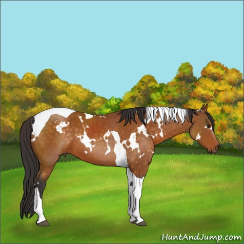 Horse Color:White Spotted Buckskin Tobiano