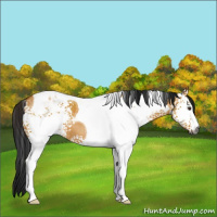Horse Color:Gray White Spotted Buckskin Dun Tobiano 