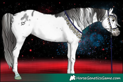 Horse Color:Gray Brown Sabino Splash Appaloosa 