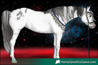 Horse Color:Gray Brown Sabino Splash Appaloosa 