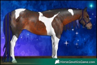 Horse Color:Painted Brown Tobiano 