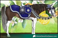 Horse Color:Liver Chestnut Splash 