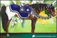Horse Color:Liver Chestnut Appaloosa 