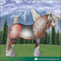 Horse Color:Gray White Spotted Liver Chestnut 