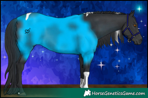 Horse Color:Black Tobiano 