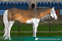 Horse Color:Silver Buckskin Splash 