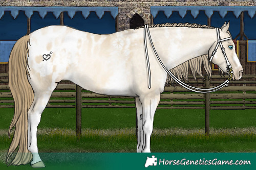 Horse Color:White Spotted Buckskin Pearl Dun Blanket