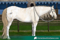 Horse Color:White Spotted Buckskin Pearl Dun Blanket 