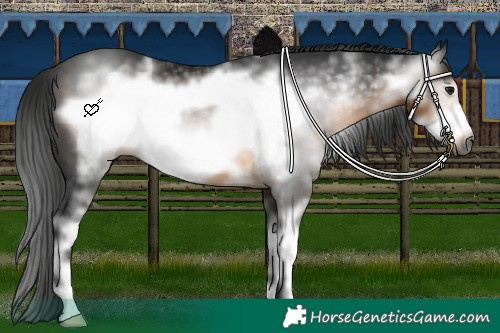 Horse Color:Gray White Spotted Buckskin Frame