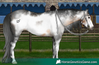 Horse Color:Gray White Spotted Buckskin Frame 